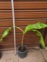  Банови палми Муса- НАМАЛЕНИ, снимка 4