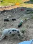 Виетнамски прасенца, снимка 6