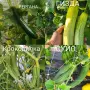 Семена от стари селски сортове домати,краставици и други, снимка 14
