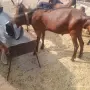 Чистопороден англо-нубийски пръч , снимка 1
