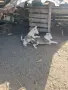 Западно сибирска Лайка, снимка 3