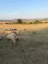 Продавам овце някои са заплодени, снимка 4