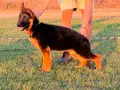 Немски овчарки на 3 мес. , снимка 3