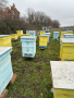 Продавам пчелни семейства с многокорпусен кошери, снимка 18
