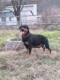 Продават се малки ротвайлерчера, снимка 6