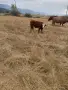 Телета мъжки за продаване, снимка 9