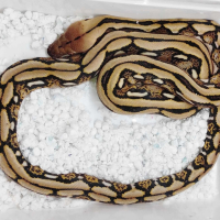 Мрежест Питон / Python reticulatus, снимка 1 - Змии - 42661689
