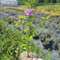 Дървовидна Ружа, Hibiscus syriacus, бял и лилав, снимка 6 - Градински цветя и растения - 41482726