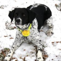 Електронен Бийпър за ловно куче , снимка 13 - Оборудване и аксесоари за оръжия - 31492331