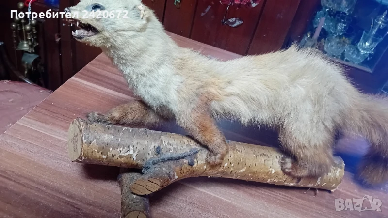 Голяма  препарирана  бялка, снимка 1