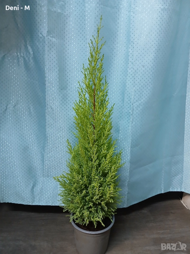 Стаен лимонов кипарис 70см., снимка 1