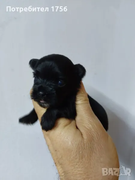 Черно момиче йоркширски териер, снимка 1
