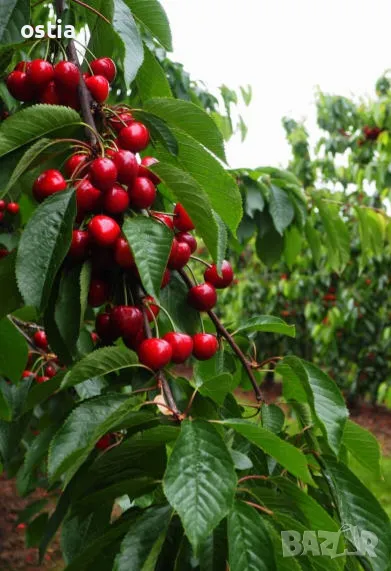 Продавам плододаваща черешова градина 36.5 дка, снимка 1