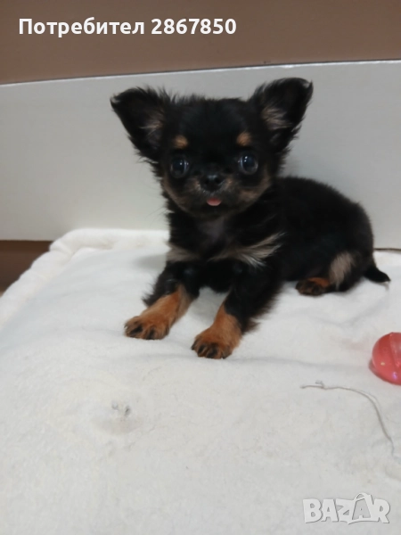 Дългокосмести чихуахуа , снимка 1