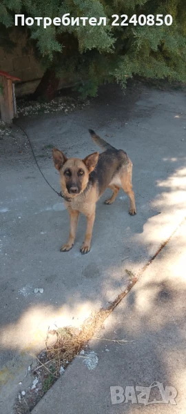 Продавам , снимка 1