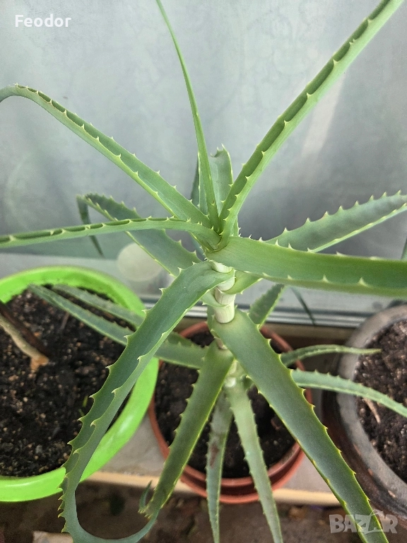 Дървовидно алое (Aloe arborescens), снимка 1