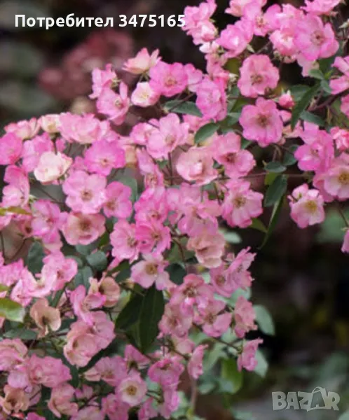 увивна роза Alden Biesen -розова, снимка 1