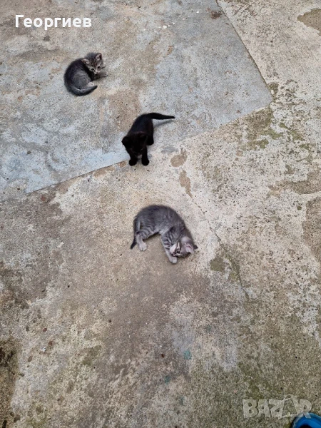Подарявам котенца, снимка 1