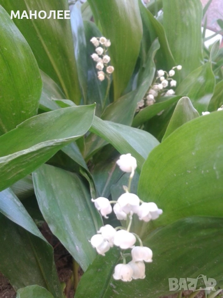 МОМИНА СЪЛЗА, снимка 1