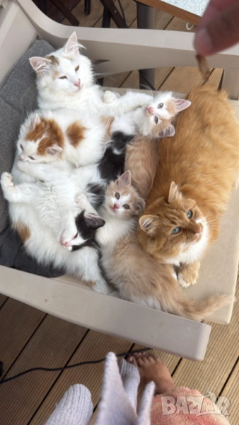 Домашни Полу-Ангорски Котенца + Доставка 60лв, снимка 1
