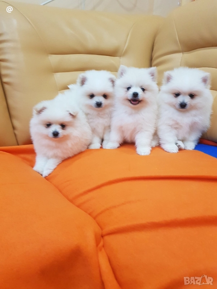 Померан померанчета Гр. София, снимка 1