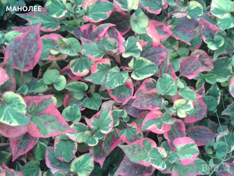 Хутиния хамелеон, снимка 1