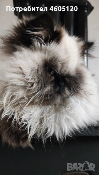 Мъжки персийски колорпойнт, снимка 1