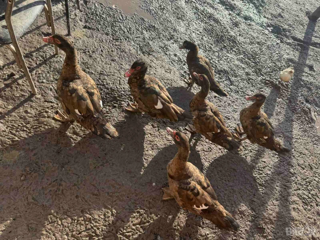 Продавам  домашни патици, снимка 1