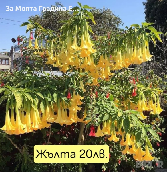 Бругманзия датура - Ангелски тромпет , снимка 1