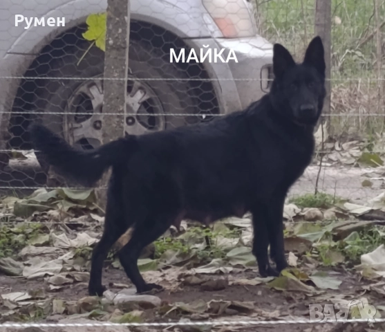 Немска овчарка (Канадски вълк)