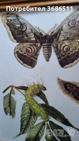 Принт на пеперуда  в дървена масивна рамка, снимка 2 - Картини - 51716152