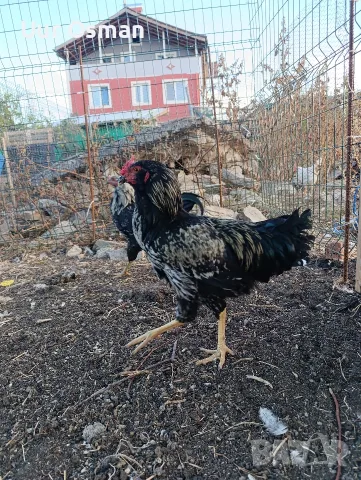 Продавам млади петли, снимка 11 - Кокошки и пуйки - 56398313