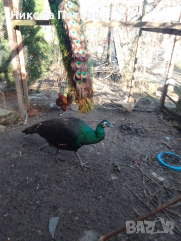 Пауни зелени, снимка 2 - други­ - 53653777