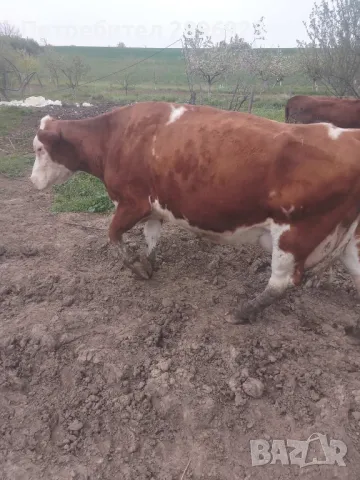 16 броя крави юници, снимка 10 - Крави - 50015524