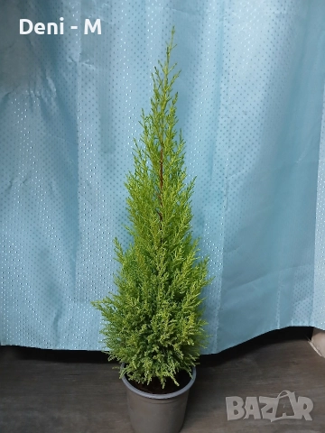 Стаен лимонов кипарис 70см.