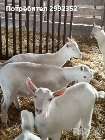 Saanski jenski i majki qrenca za damazlak, снимка 14 - Кози - 53540945