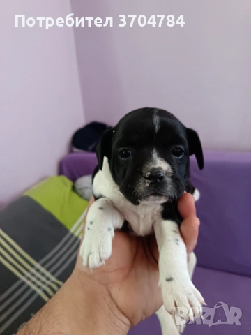 Продавам френско булдоче , снимка 6 - Френски булдог - 53754149