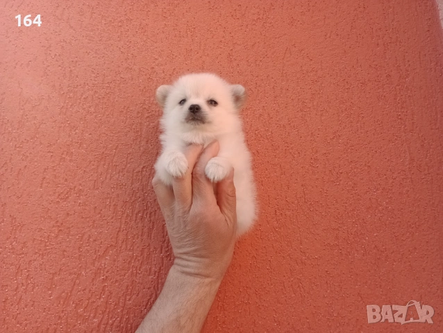 Мини Шпиц - Померан. Мъжки и женски кученца. Снимки от 08.03.26 г. , снимка 2 - Померан - 53677605