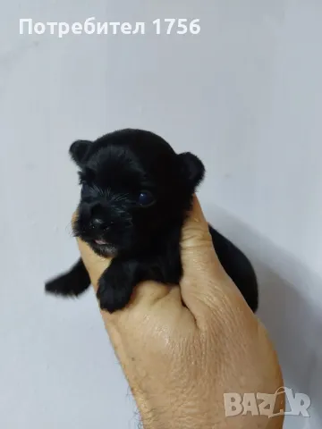 Черно момиче йоркширски териер, снимка 1