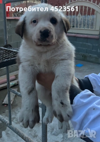 Сао-Алабай, снимка 5 - Алабай - 53023409