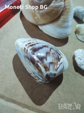 Океански дарове, снимка 6 - Други ценни предмети - 48931197