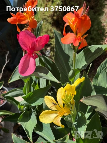 💞🌺💞 Canna CANNOVA / Кана 💞🌺💞, снимка 3 - Градински цветя и растения - 51003774