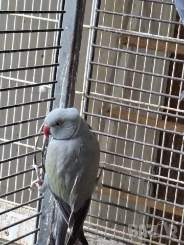 Продавам малки Александри, снимка 9 - Папагали - 53274482