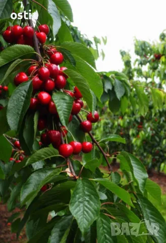Продавам плододаваща черешова градина 36.5 дка, снимка 1