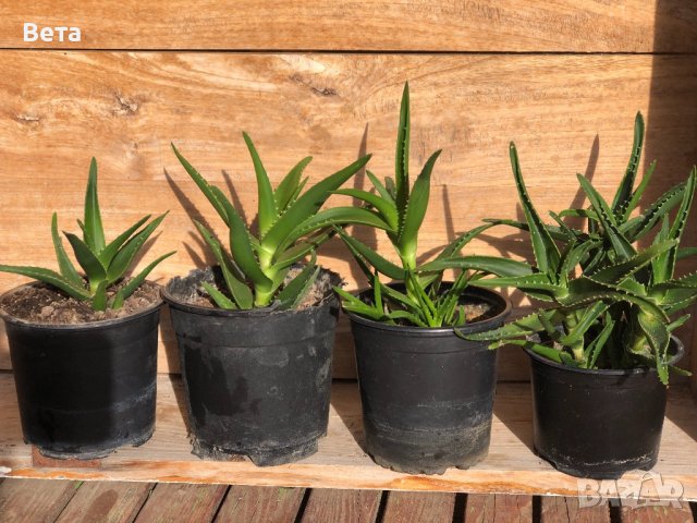 Лечебно двугодишно растение Алое Вера , снимка 1