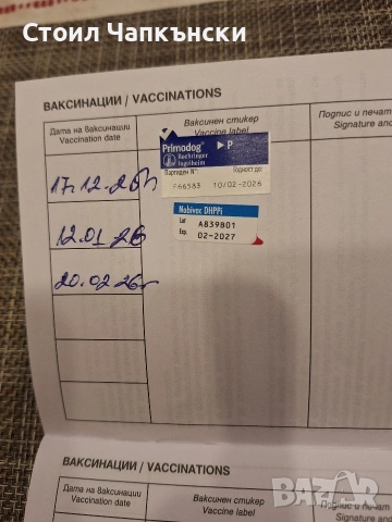 БРЕТОН ШПАНЬОЛ на 3 месеца , снимка 4 - Бретон шпаньол - 53305370