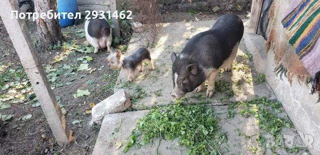 70 LV. VIETNAMSKI  PRASENCA, снимка 2 - Прасета - 48225367