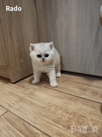 Клепоухи и правоухи сребърни чинчили , снимка 3 - Чинчили - 52890502