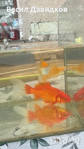 Златни риби Комети имам различни размери , снимка 15 - Рибки - 45372844