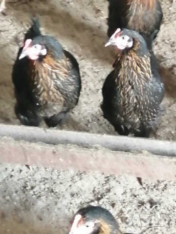 Кокошки носачки (ярки) Супер Харко , снимка 4 - Кокошки и пуйки - 51850620